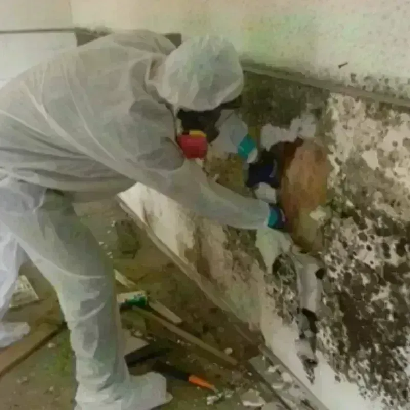 Mold Remediation and Removal in Ruston, LA